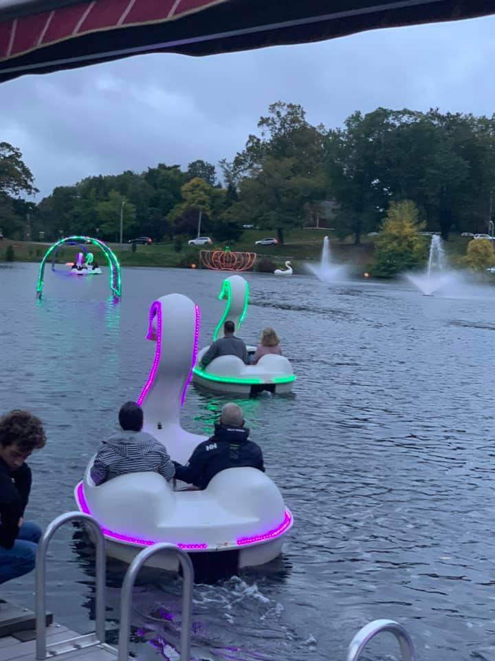 2 swans a swimming 
